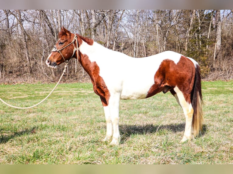 American Quarter Horse Wallach 15 Jahre 152 cm Tobiano-alle-Farben in Hillsboro KY