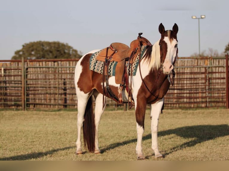 American Quarter Horse Wallach 15 Jahre 152 cm Tobiano-alle-Farben in Lipan Tx