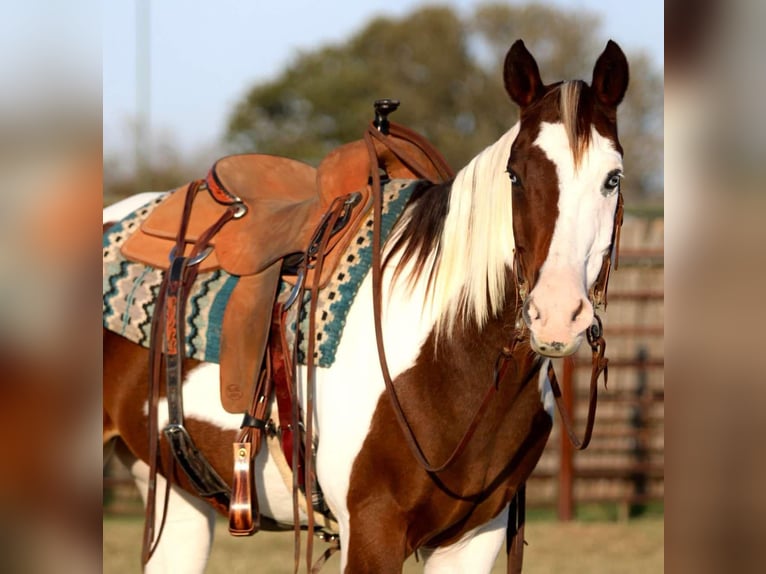 American Quarter Horse Wallach 15 Jahre 152 cm Tobiano-alle-Farben in Lipan Tx