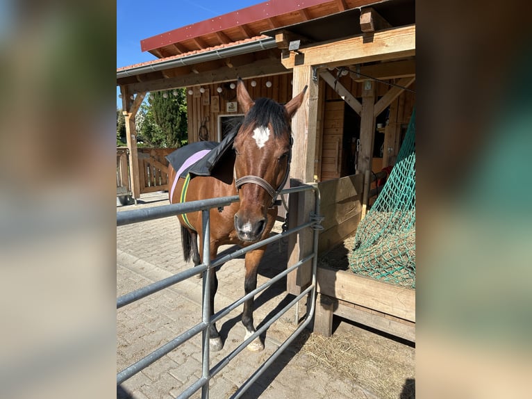 American Quarter Horse Wallach 15 Jahre 153 cm Brauner in Auerbach