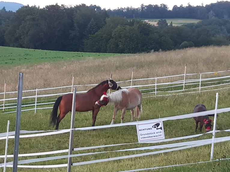 American Quarter Horse Wallach 15 Jahre 153 cm Brauner in Auerbach