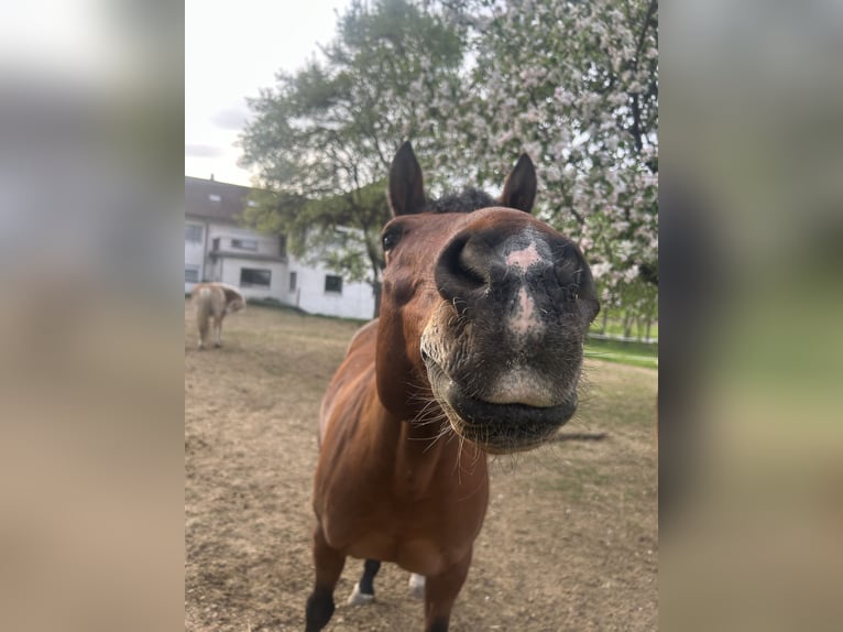 American Quarter Horse Wallach 15 Jahre 153 cm Brauner in Auerbach