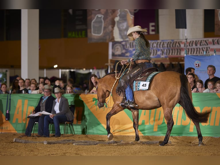 American Quarter Horse Wallach 15 Jahre 153 cm in Pfinztal