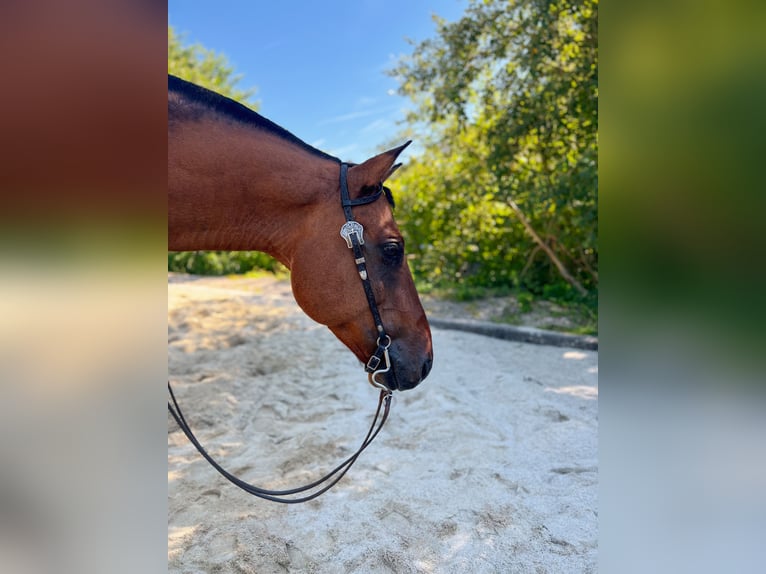 American Quarter Horse Wallach 15 Jahre 153 cm in Pfinztal