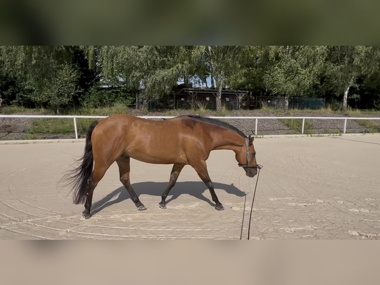 American Quarter Horse Wallach 15 Jahre 153 cm in Pfinztal