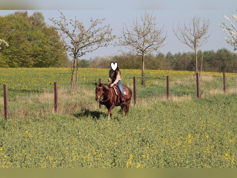 American Quarter Horse Wallach 15 Jahre 154 cm Dunkelfuchs in Schönberg