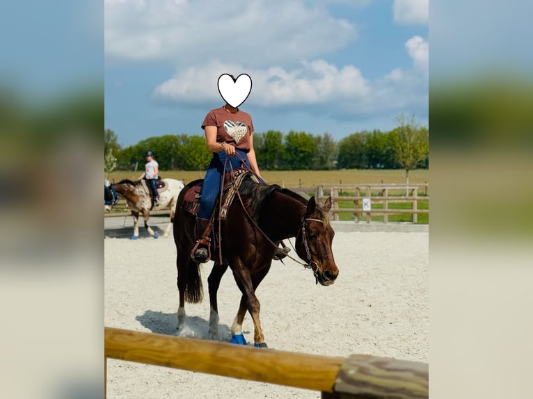 American Quarter Horse Wallach 15 Jahre 154 cm Dunkelfuchs in Schönberg