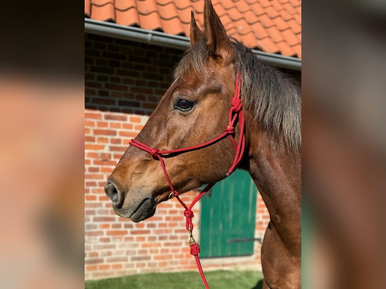 American Quarter Horse Wallach 15 Jahre 154 cm Dunkelfuchs in Schönberg