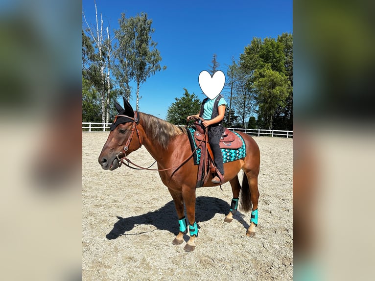 American Quarter Horse Wallach 15 Jahre 154 cm Dunkelfuchs in Schönberg