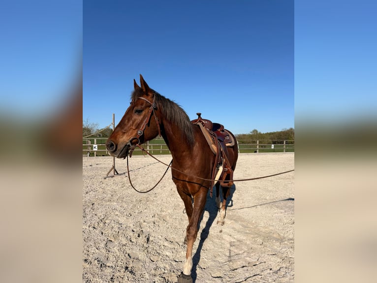 American Quarter Horse Wallach 15 Jahre 154 cm Dunkelfuchs in Schönberg
