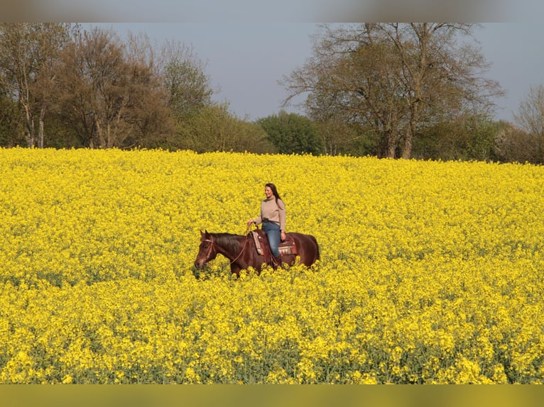 American Quarter Horse Wallach 15 Jahre 154 cm Dunkelfuchs in Schönberg