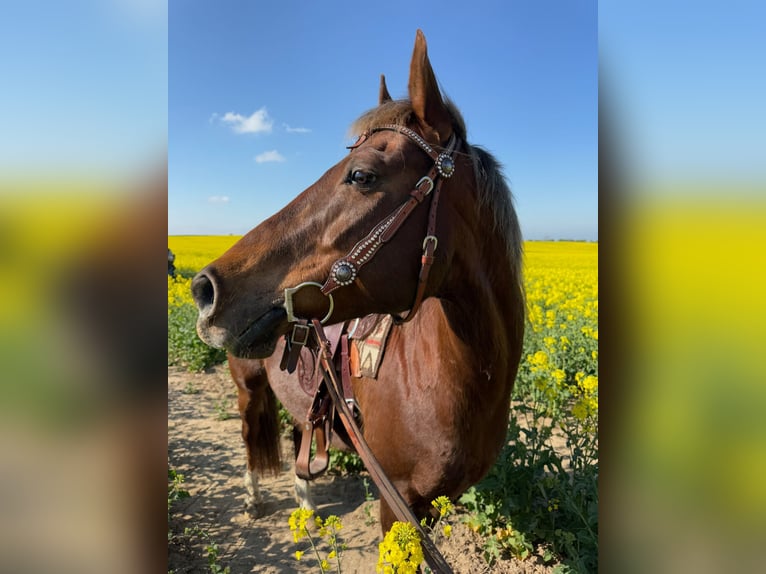 American Quarter Horse Wallach 15 Jahre 154 cm Dunkelfuchs in Schönberg
