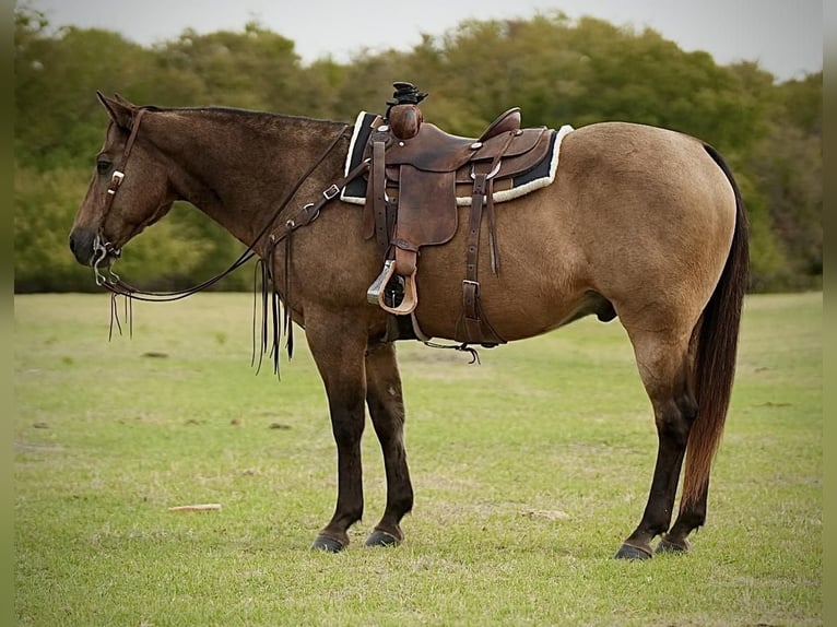 American Quarter Horse Wallach 15 Jahre 155 cm Buckskin in Weatherford, TX