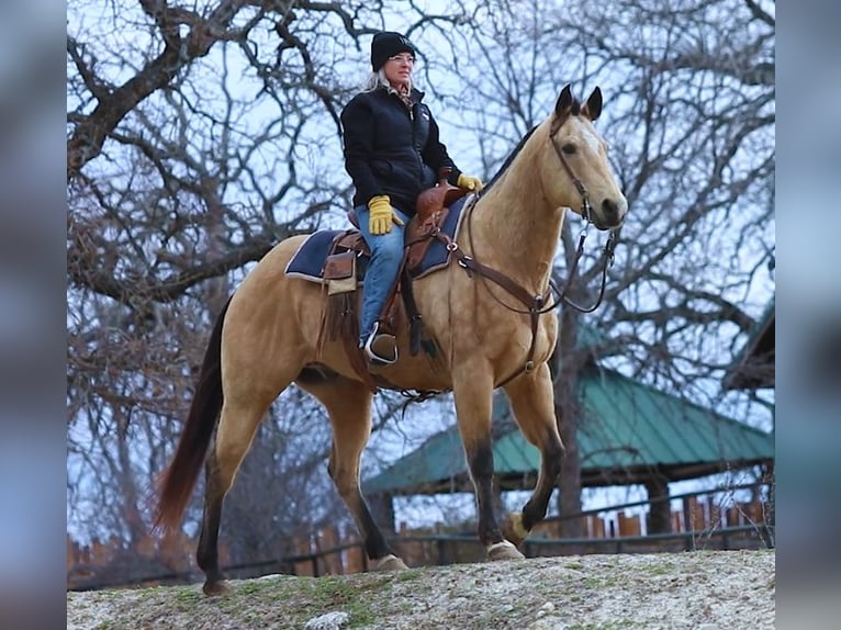 American Quarter Horse Wallach 15 Jahre 155 cm Buckskin in Wetherford TX