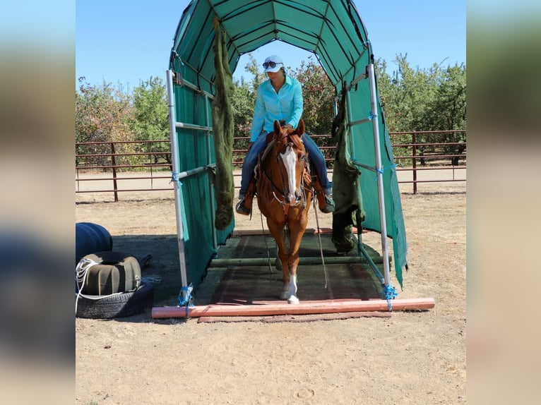 American Quarter Horse Wallach 15 Jahre 155 cm Dunkelfuchs in Pleasant Grove CA