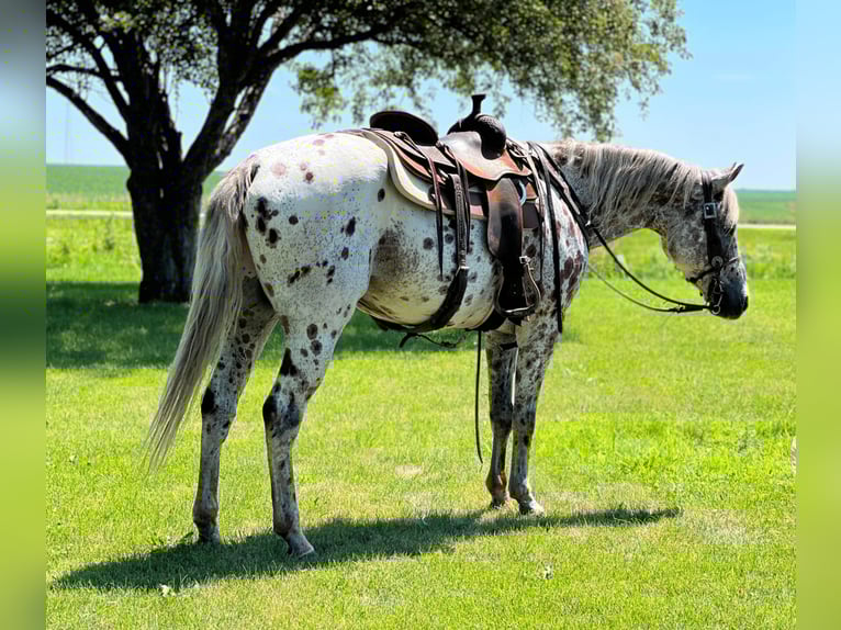 American Quarter Horse Wallach 15 Jahre 155 cm Dunkelfuchs in Zearing ia