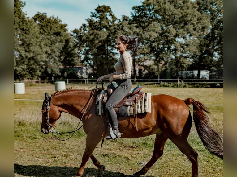 American Quarter Horse Wallach 15 Jahre 155 cm Fuchs in Detern