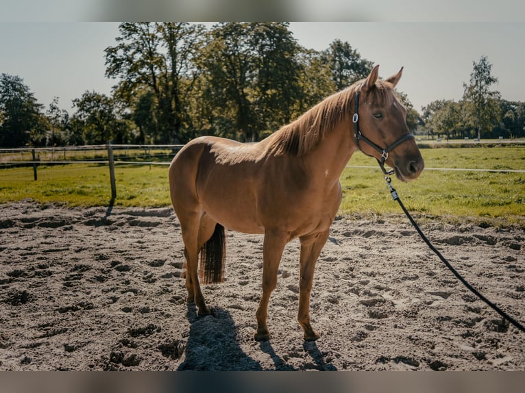 American Quarter Horse Wallach 15 Jahre 155 cm Fuchs in Detern