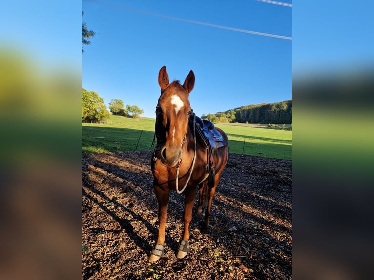 American Quarter Horse Wallach 15 Jahre 155 cm Fuchs in Stadtilm