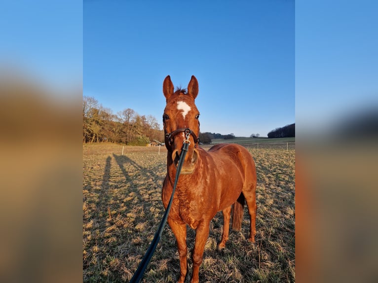 American Quarter Horse Wallach 15 Jahre 155 cm Fuchs in Stadtilm