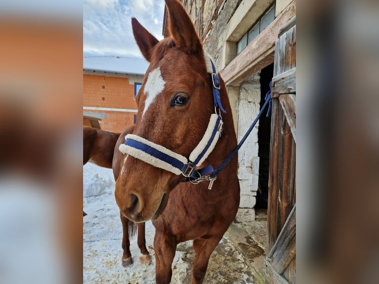 American Quarter Horse Wallach 15 Jahre 155 cm Fuchs in Stadtilm