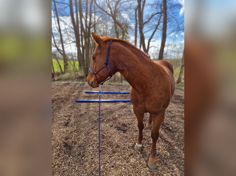 American Quarter Horse Wallach 15 Jahre 155 cm Fuchs in Stadtilm