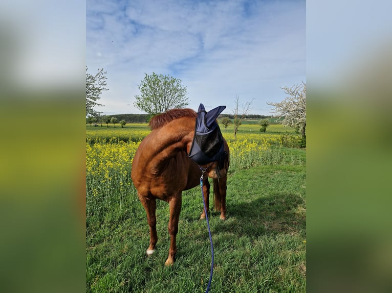 American Quarter Horse Wallach 15 Jahre 155 cm Fuchs in Stadtilm