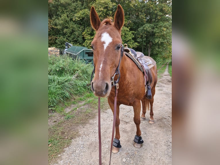 American Quarter Horse Wallach 15 Jahre 155 cm Fuchs in Stadtilm