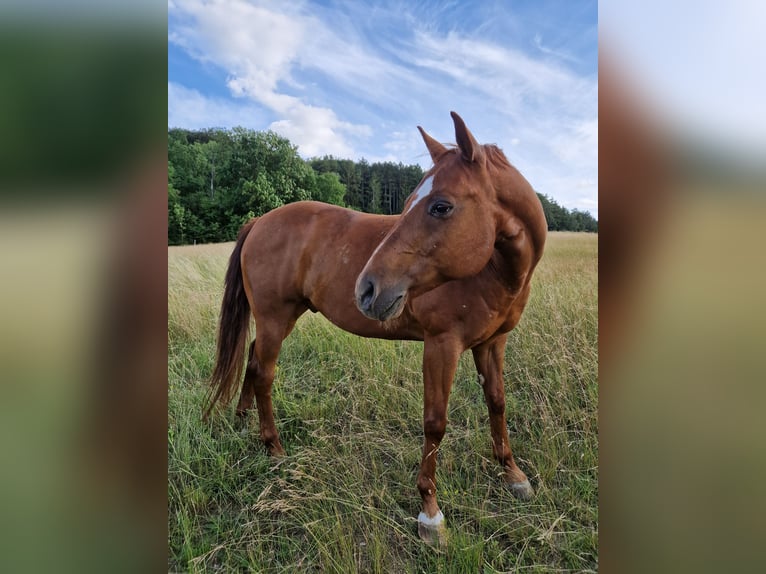 American Quarter Horse Wallach 15 Jahre 155 cm Fuchs in Stadtilm