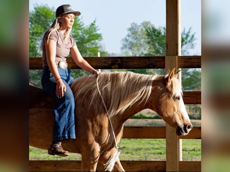 American Quarter Horse Wallach 15 Jahre 155 cm Palomino in Quitman AR