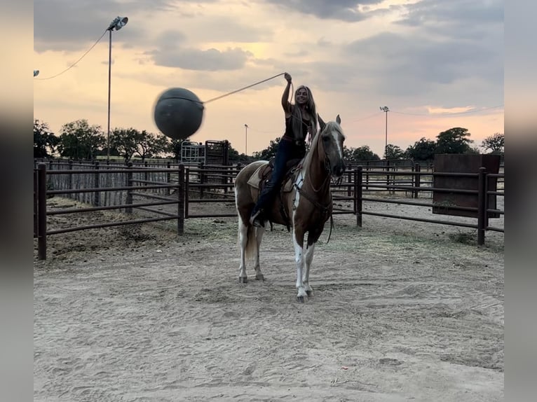 American Quarter Horse Wallach 15 Jahre 155 cm Palomino in Weatherford, TX