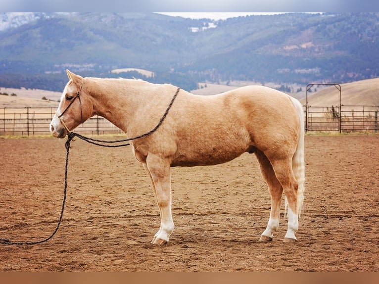 American Quarter Horse Wallach 15 Jahre 155 cm Palomino in Winston MT