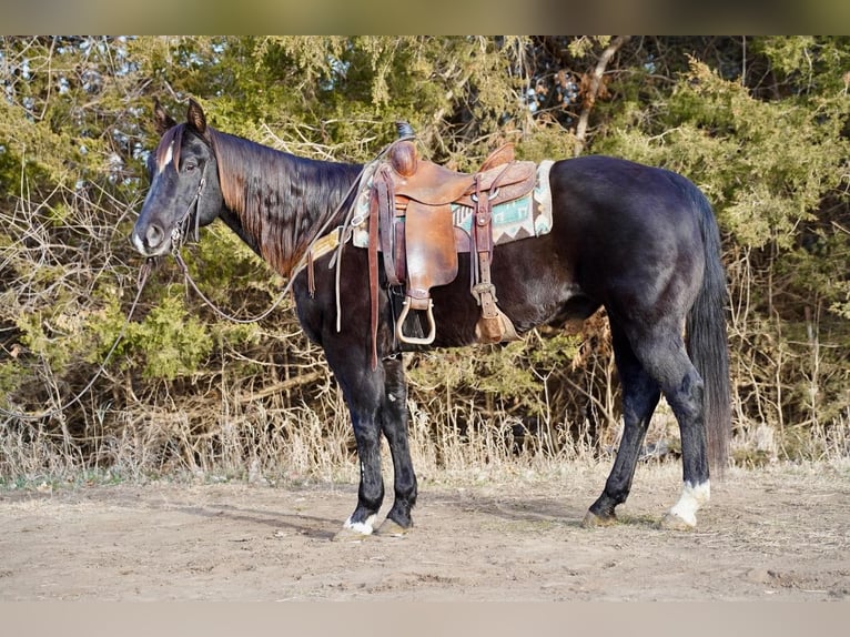 American Quarter Horse Wallach 15 Jahre 155 cm Rappe in Valley Springs