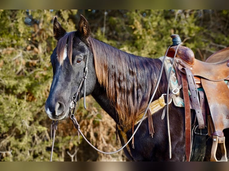 American Quarter Horse Wallach 15 Jahre 155 cm Rappe in Valley Springs