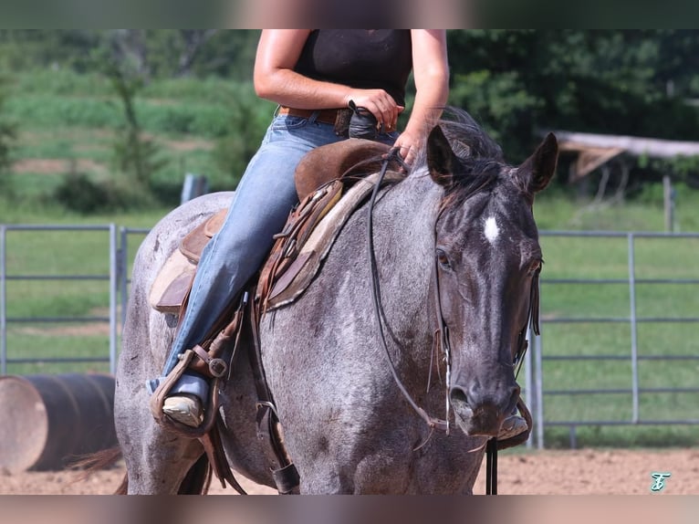 American Quarter Horse Wallach 15 Jahre 155 cm Roan-Blue in Carthage, TX