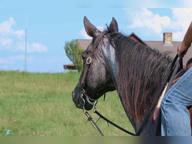 American Quarter Horse Wallach 15 Jahre 155 cm Roan-Blue in Carthage, TX