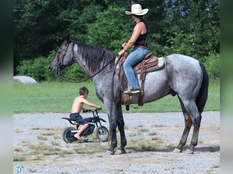 American Quarter Horse Wallach 15 Jahre 155 cm Roan-Blue in Carthage, TX