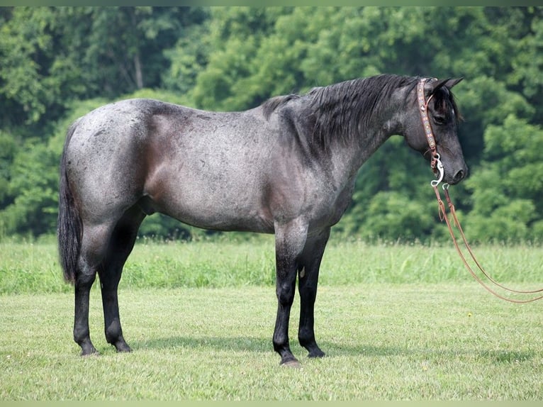 American Quarter Horse Wallach 15 Jahre 155 cm Roan-Blue in sOMERSET ky