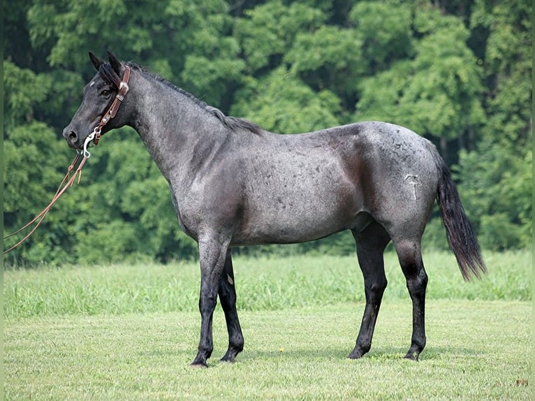American Quarter Horse Wallach 15 Jahre 155 cm Roan-Blue in sOMERSET ky