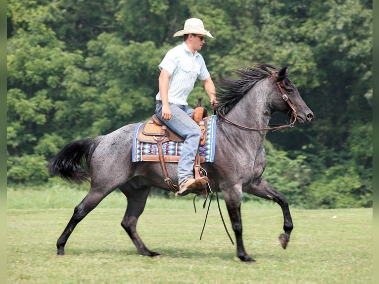American Quarter Horse Wallach 15 Jahre 155 cm Roan-Blue in sOMERSET ky