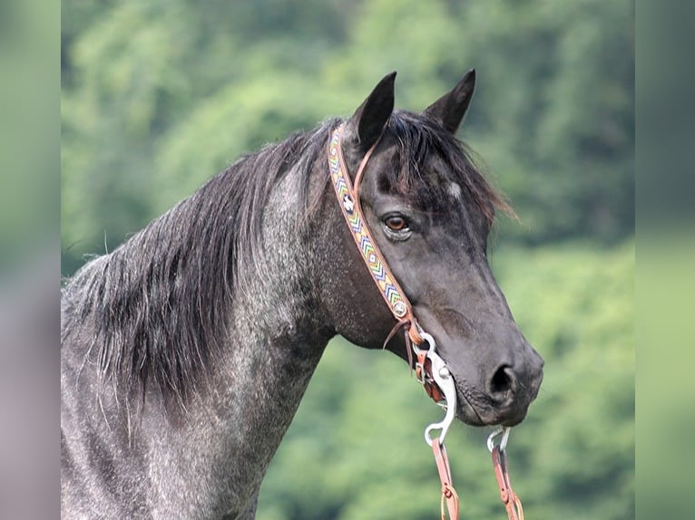 American Quarter Horse Wallach 15 Jahre 155 cm Roan-Blue in sOMERSET ky