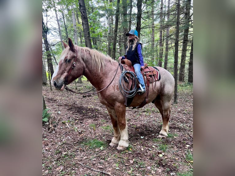 American Quarter Horse Wallach 15 Jahre 155 cm Roan-Red in Harrisville PA