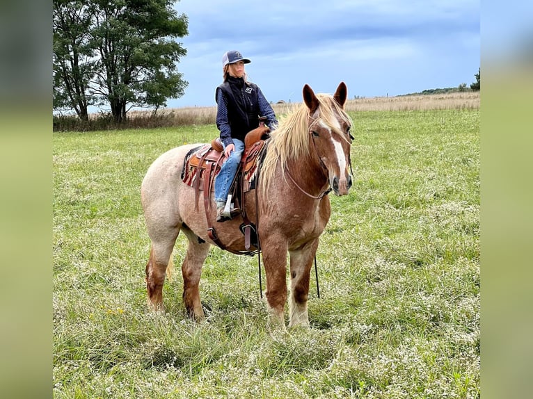 American Quarter Horse Wallach 15 Jahre 155 cm Roan-Red in Harrisville PA