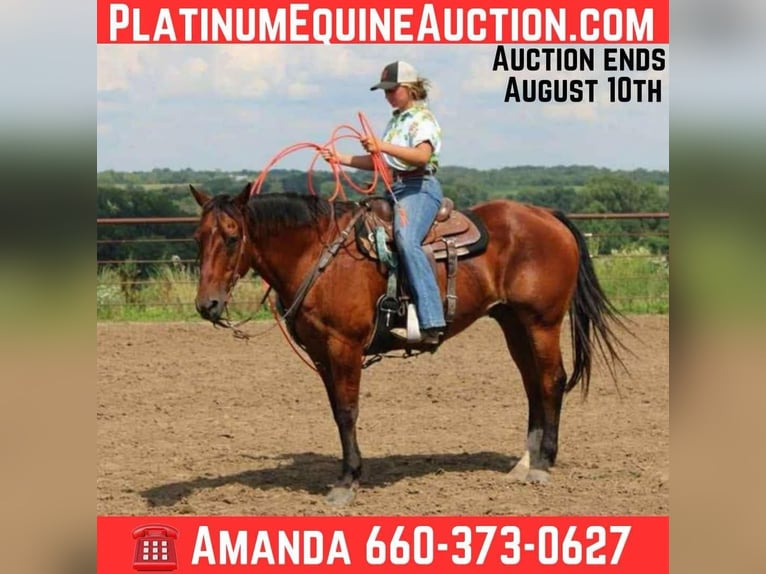 American Quarter Horse Wallach 15 Jahre 155 cm Rotbrauner in Princeton, MO