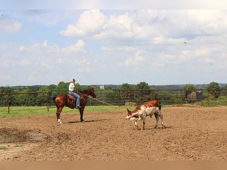 American Quarter Horse Wallach 15 Jahre 155 cm Rotbrauner in Princeton, MO