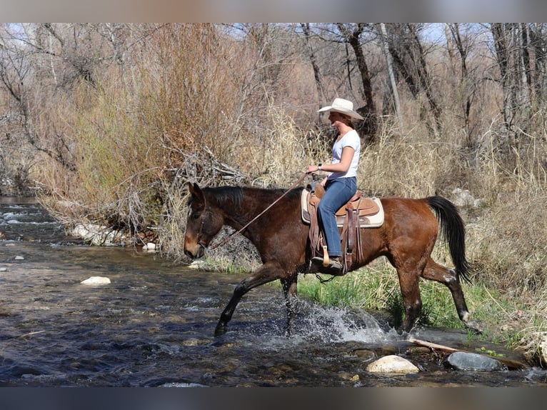 American Quarter Horse Wallach 15 Jahre 155 cm Rotbrauner in Camp Verde AZ