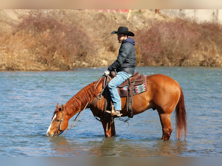 American Quarter Horse Wallach 15 Jahre 155 cm Rotfuchs in Clarion