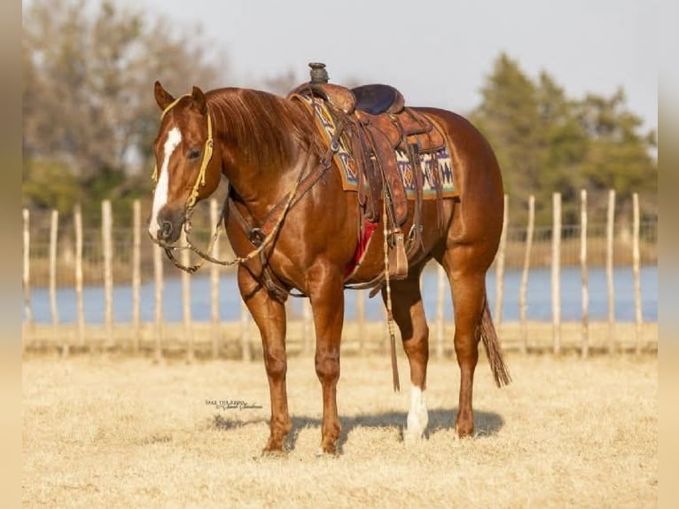 American Quarter Horse Wallach 15 Jahre 155 cm Rotfuchs in Clarion