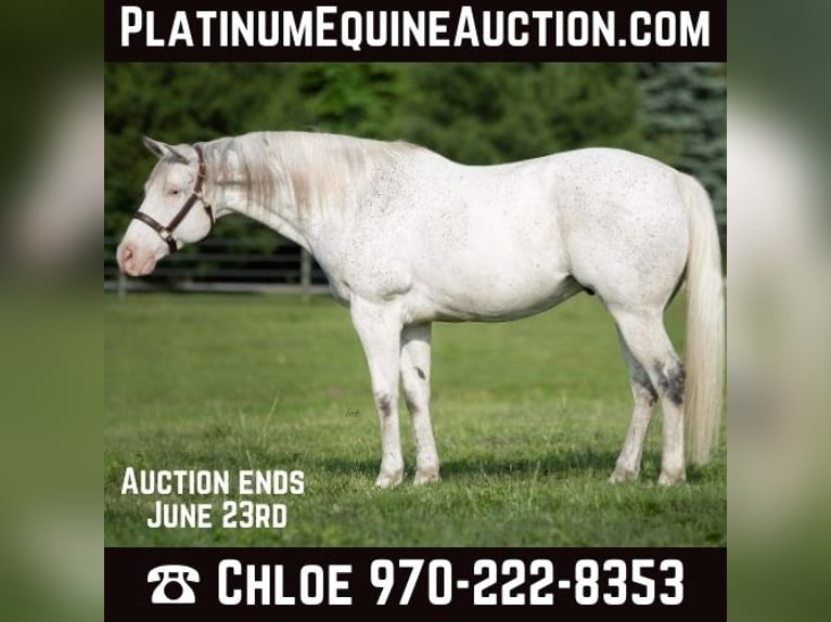 American Quarter Horse Wallach 15 Jahre 155 cm Schimmel in Danville IN