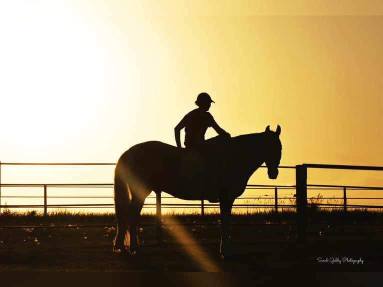 American Quarter Horse Wallach 15 Jahre 155 cm Tobiano-alle-Farben in Oelwein IA